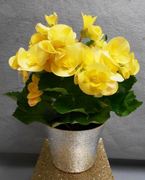 Rieger Begonia Assortment